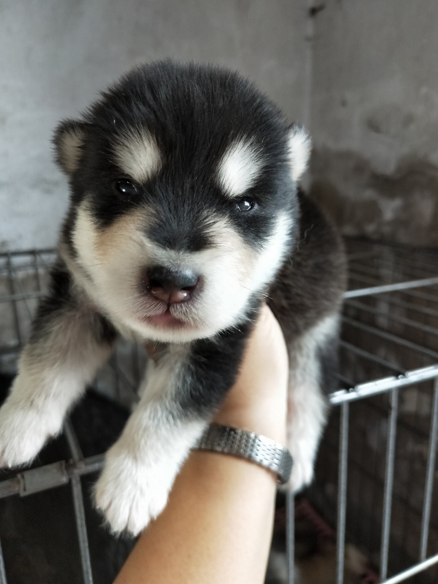 出售短毛阿拉斯加犬幼犬