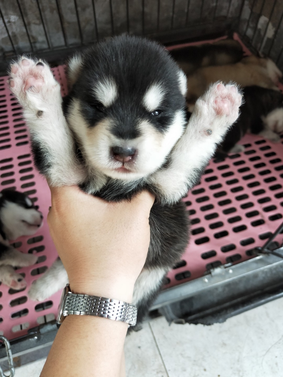 出售短毛阿拉斯加犬幼犬