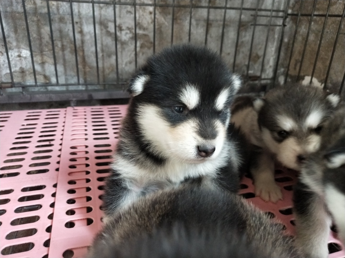 出售短毛阿拉斯加犬幼犬