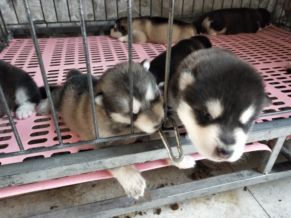 出售短毛阿拉斯加犬幼犬