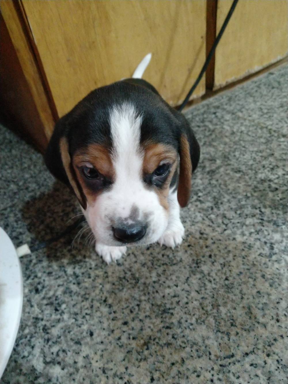 家养比格幼犬绝对健康可到家里看狗