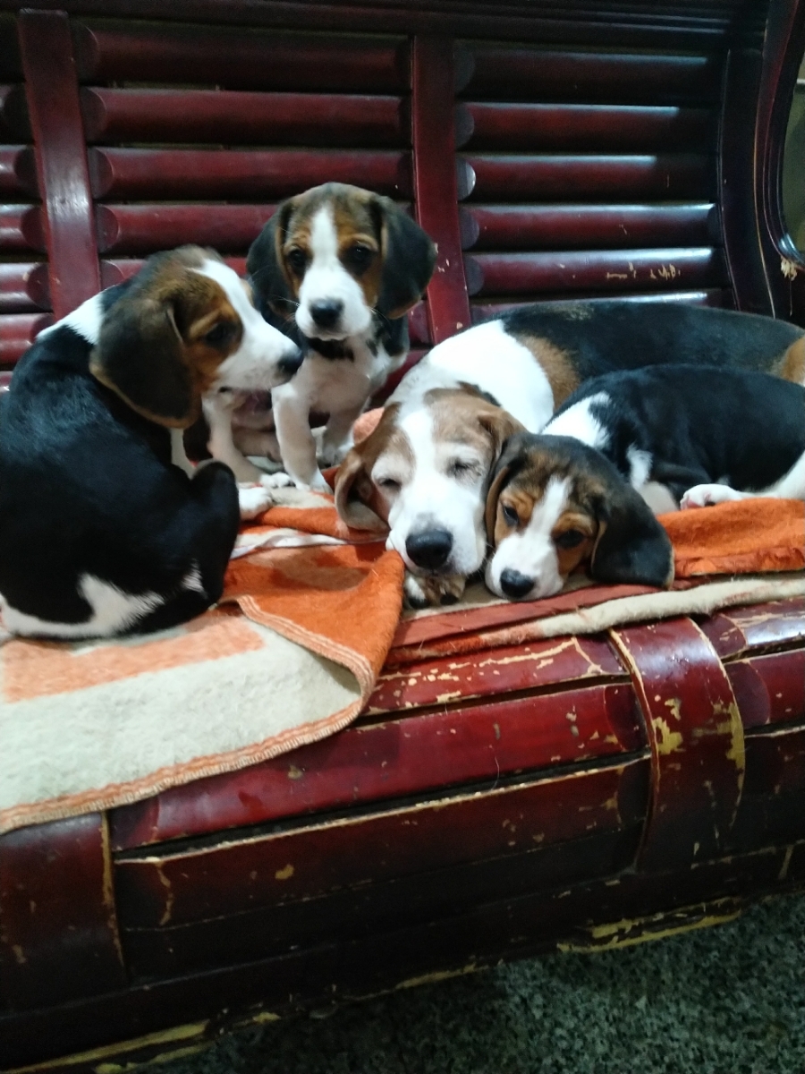 极品萌宠米格鲁幼犬/比格犬