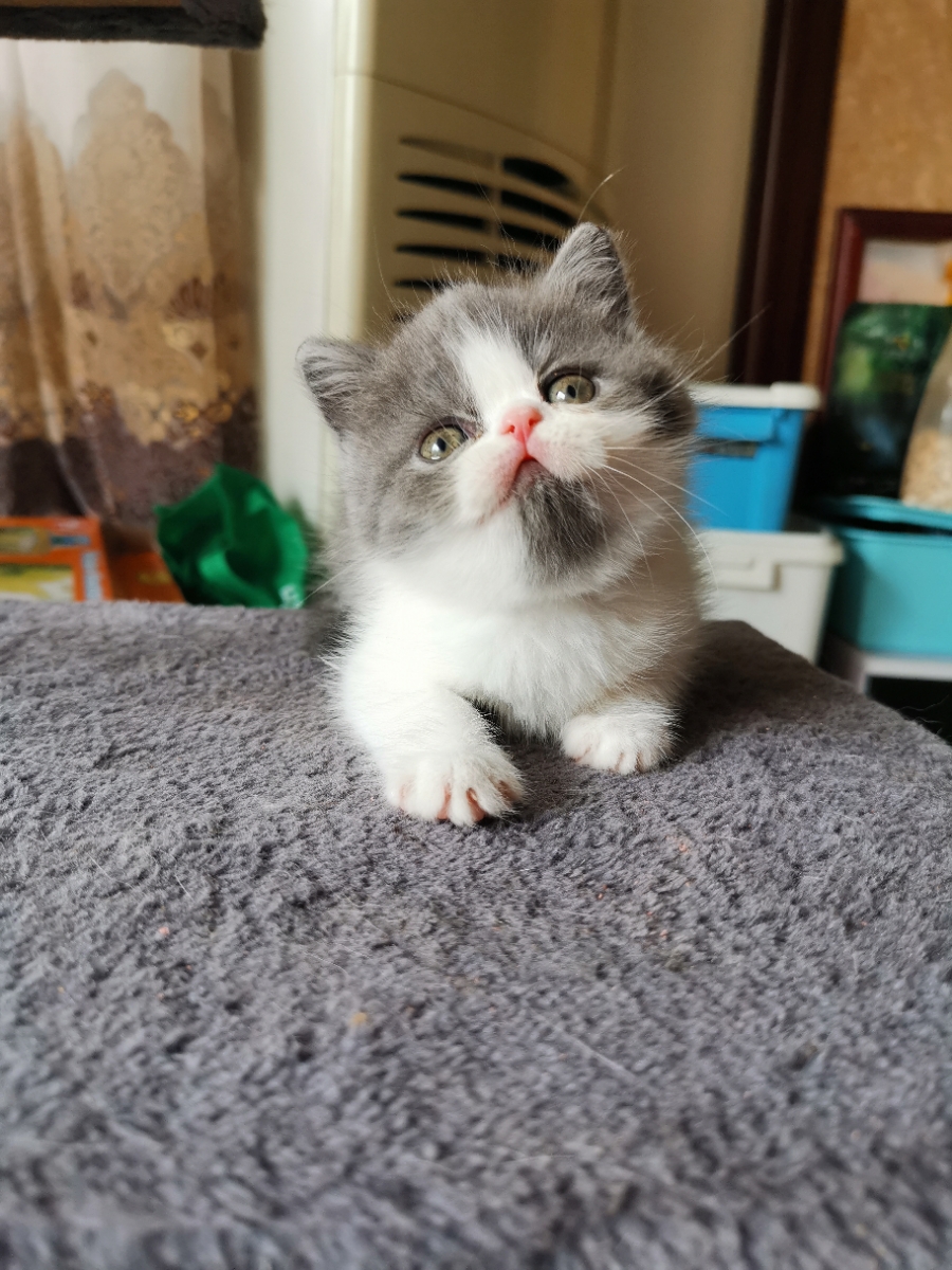 加菲猫异国短毛猫