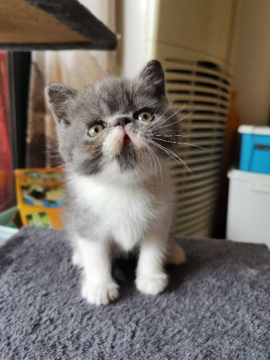 加菲猫异国短毛猫