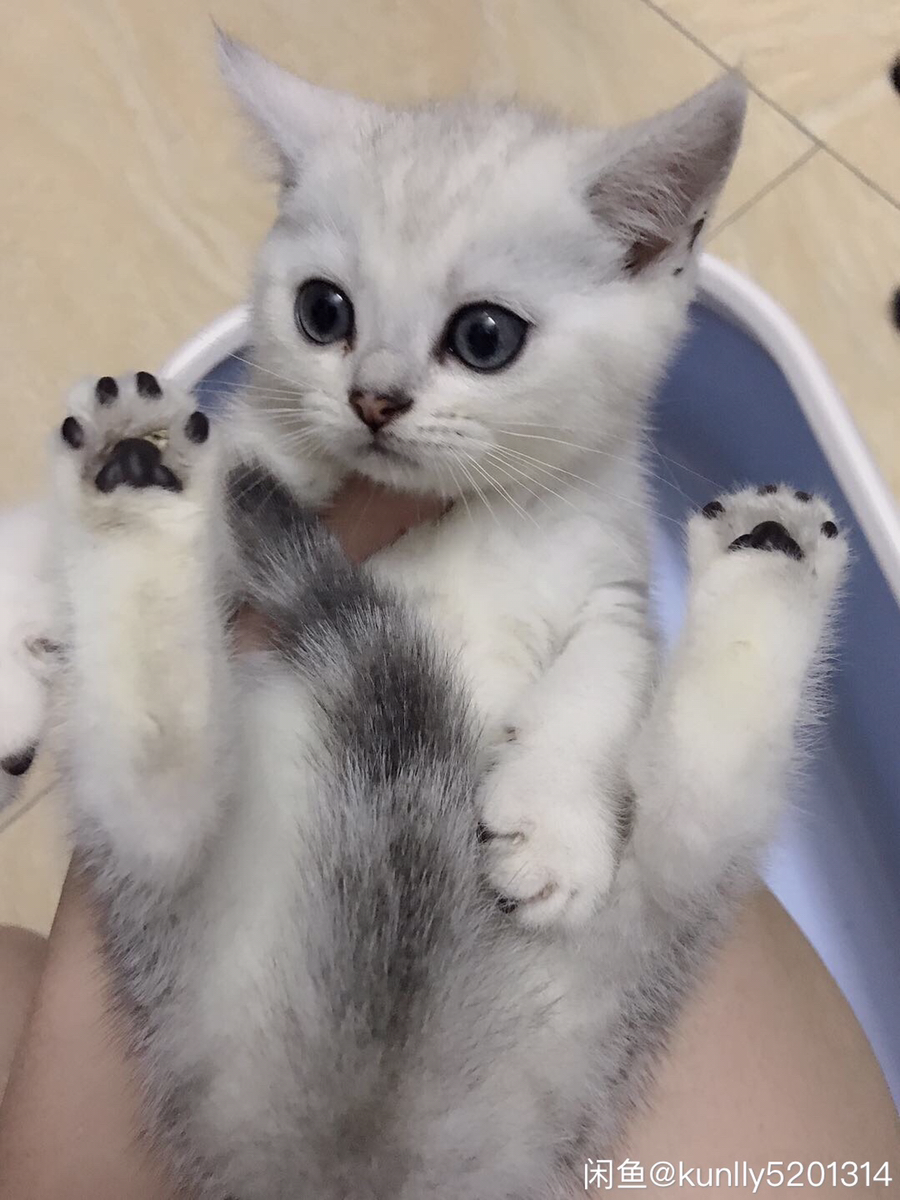自家养银渐层短毛小可爱母猫