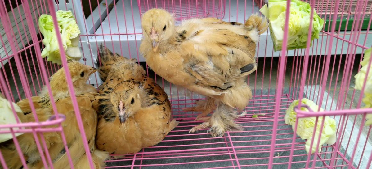 婆罗门鸡梵天鸡幼苗