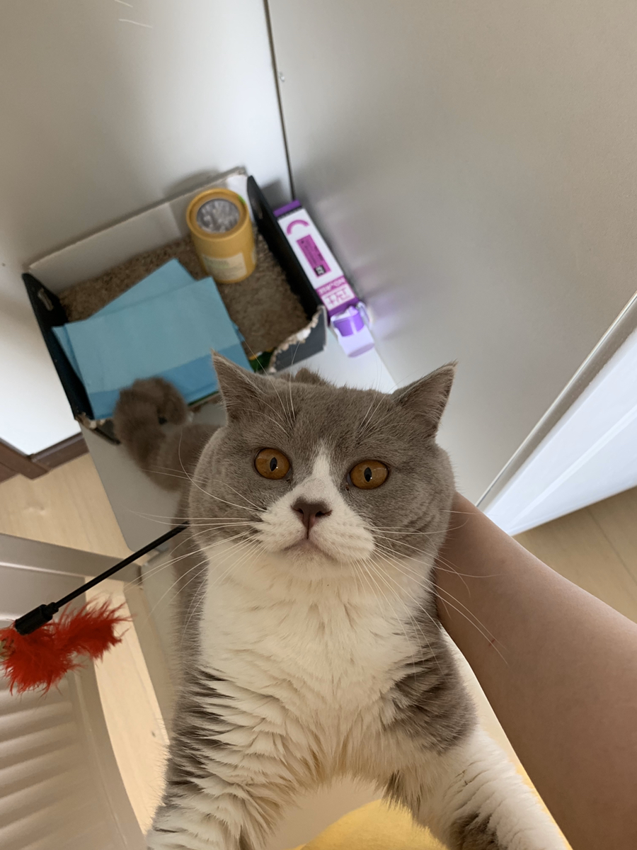 单c英短一只蓝白一只丁香色