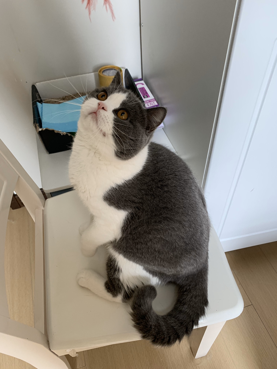 单c英短一只蓝白一只丁香色