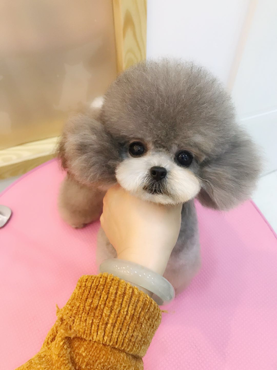 灰泰迪借配灰色泰迪借配配种灰泰迪茶杯犬借配