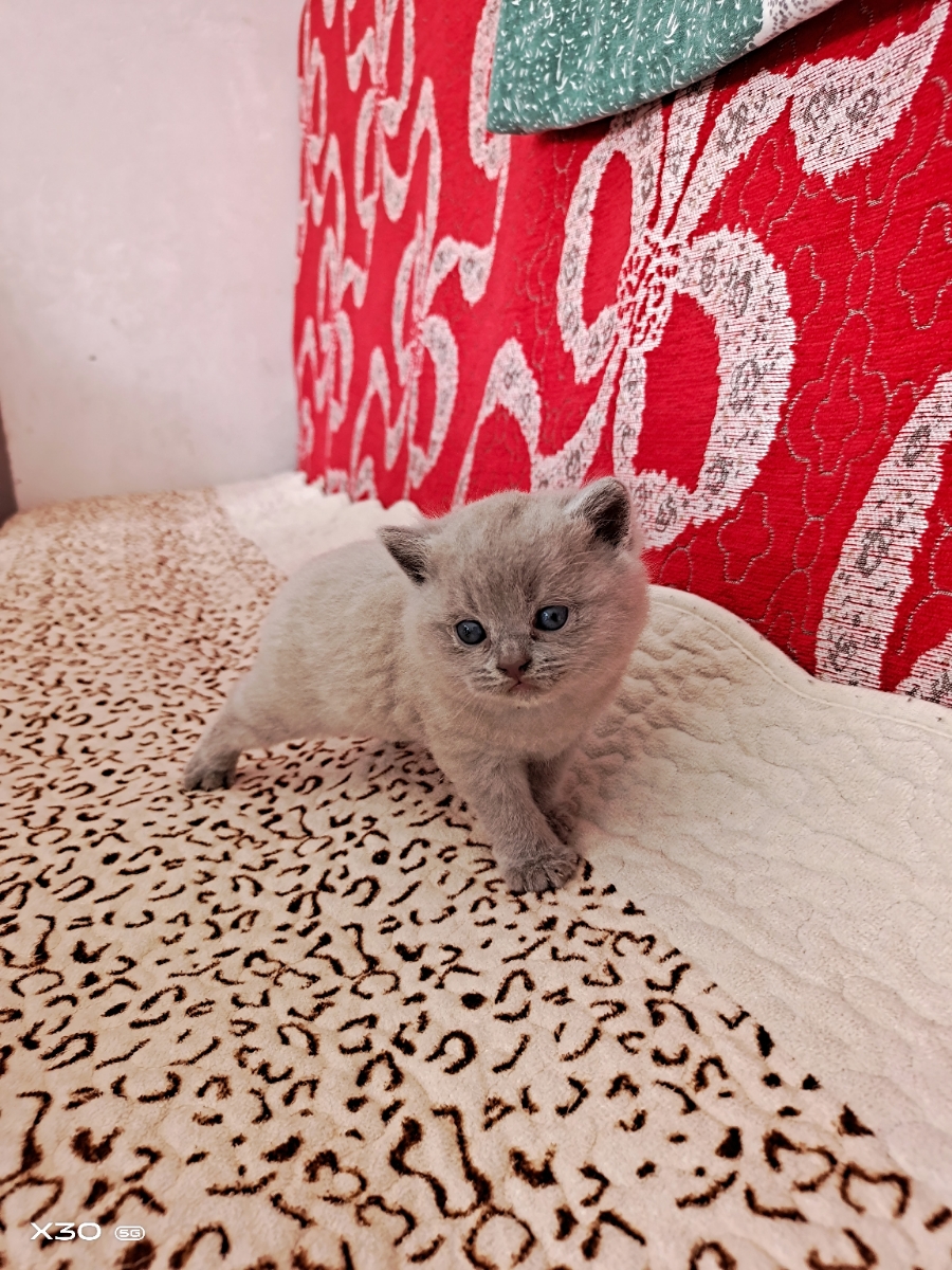 自家一只丁香色蓝猫