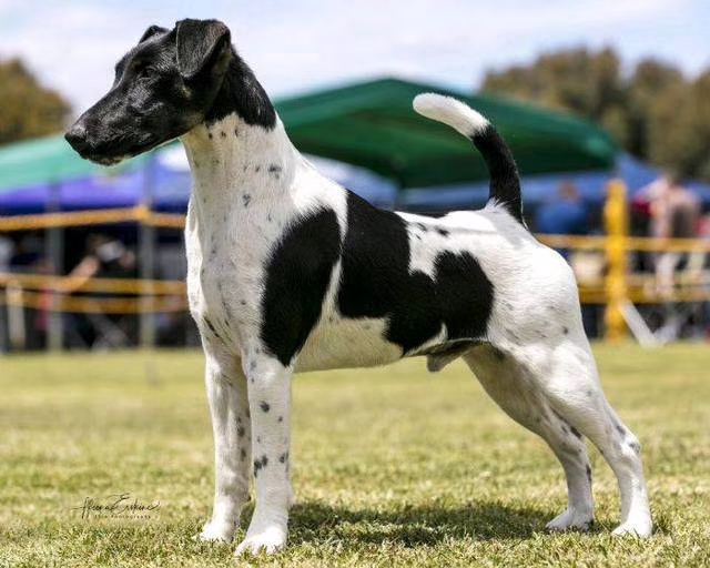 山东美景犬舍平毛猎狐梗