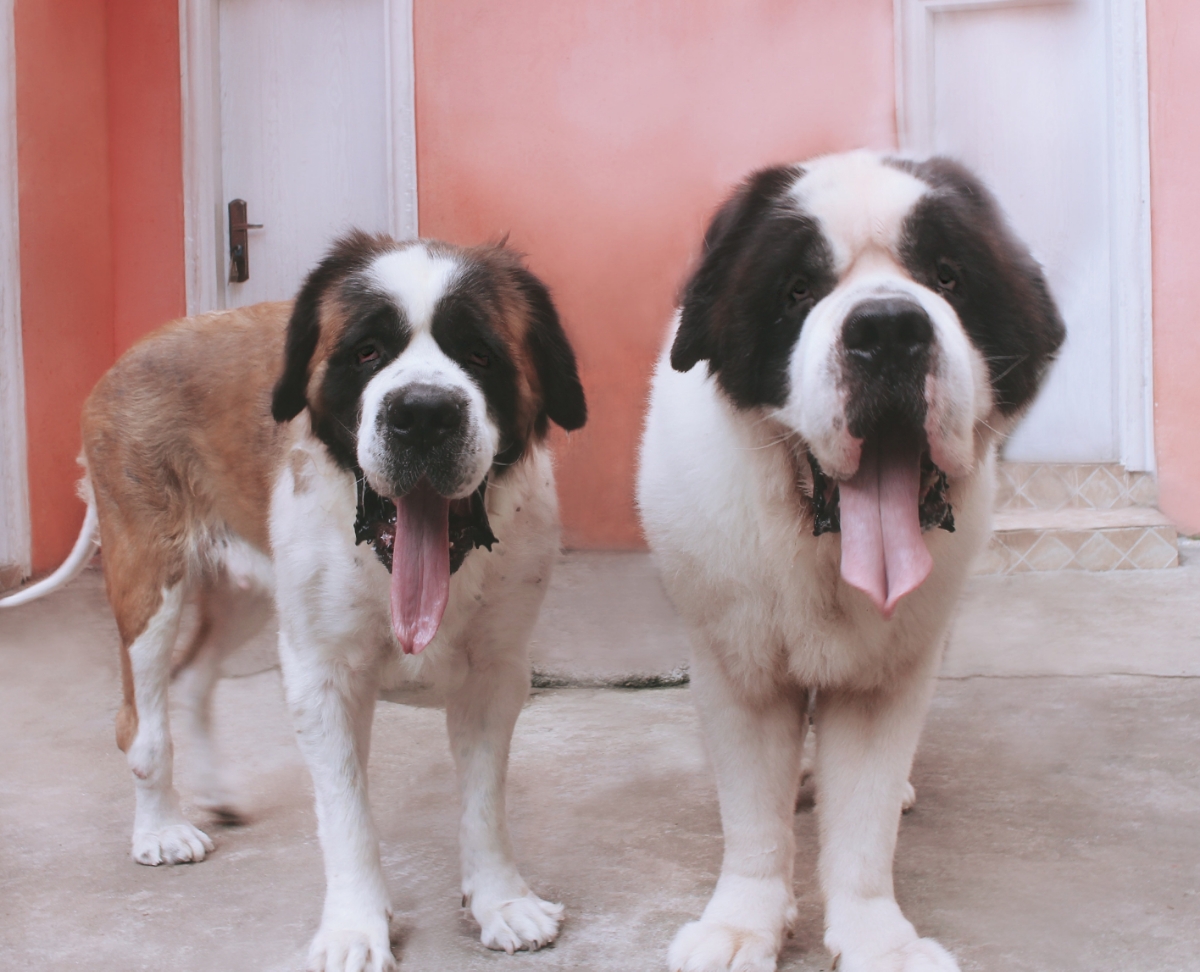 圣伯纳犬寻找好主人