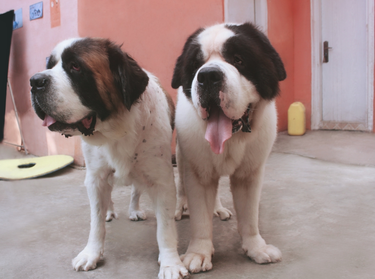 圣伯纳犬寻找好主人