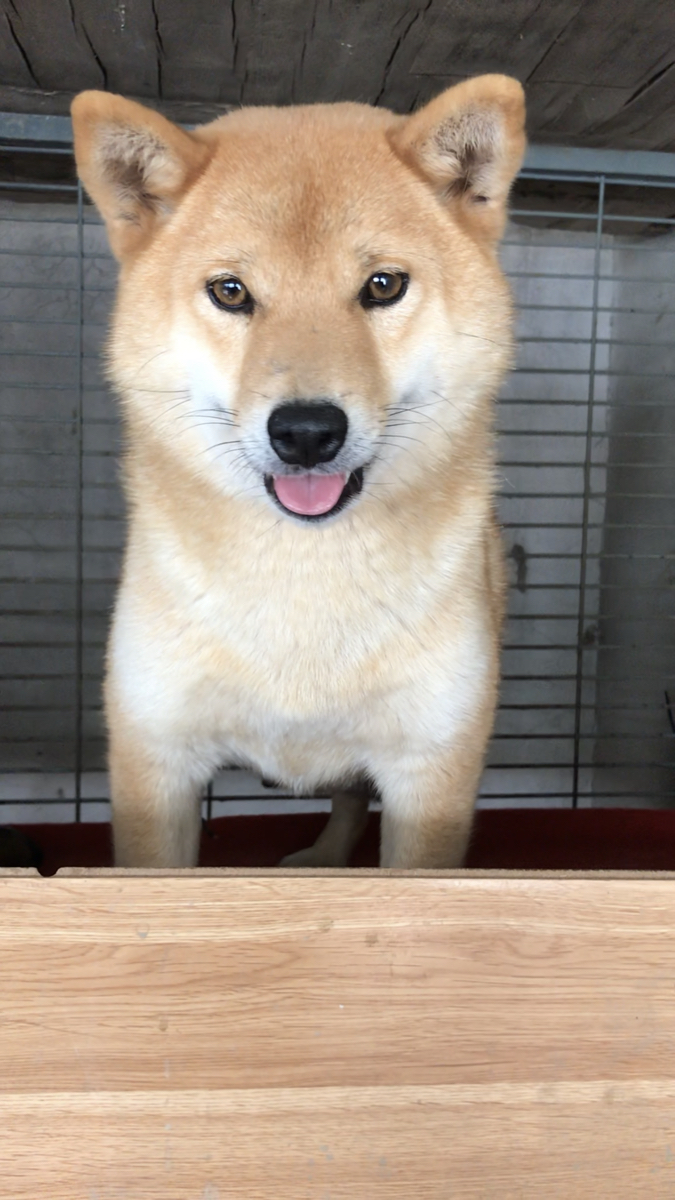 双血统日本柴犬出售