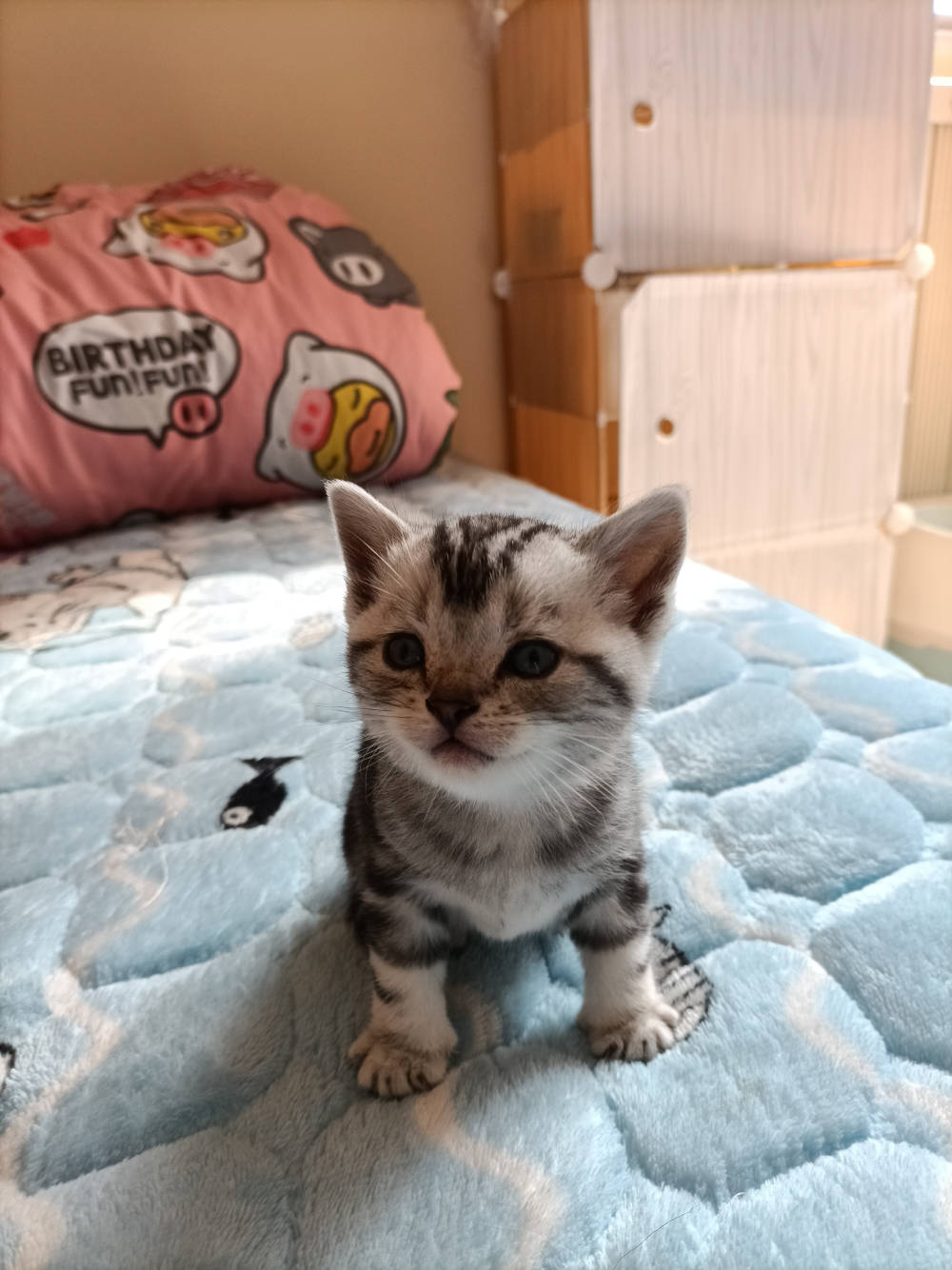 18239****107点击查看完整号码品种:猫/美短价格:1