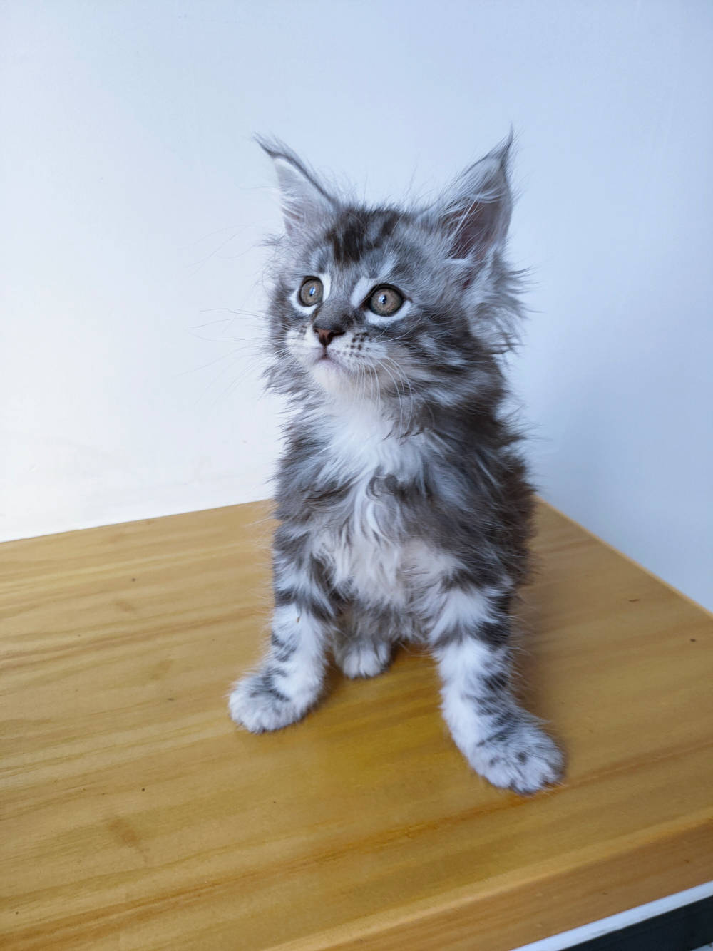 自家猫咪生产缅因猫幼猫