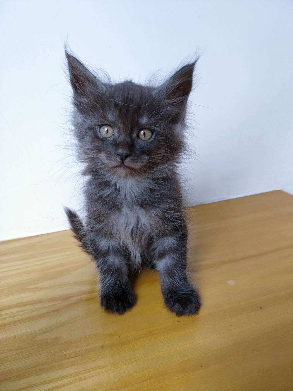 自家猫咪生产缅因猫幼猫