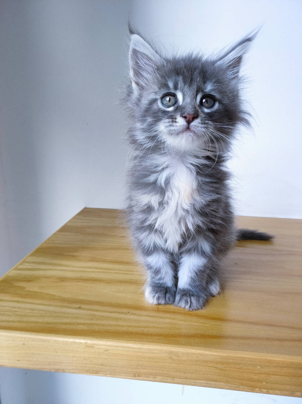 自家猫咪生产缅因猫幼猫