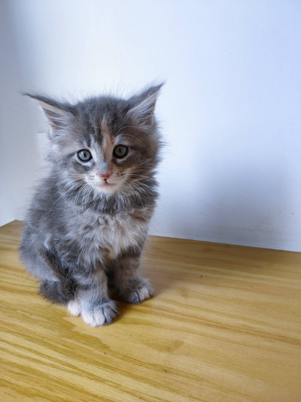 自家猫咪生产缅因猫幼猫