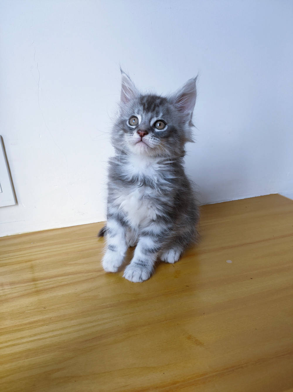 自家猫咪生产缅因猫幼猫