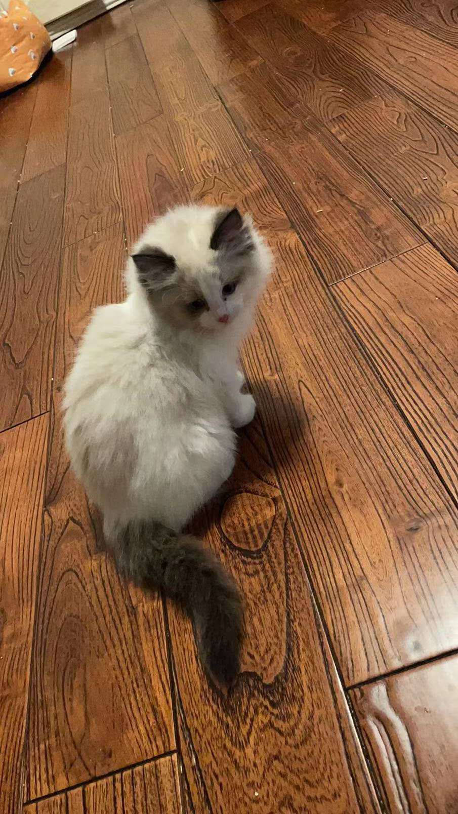 出售三个月布偶猫