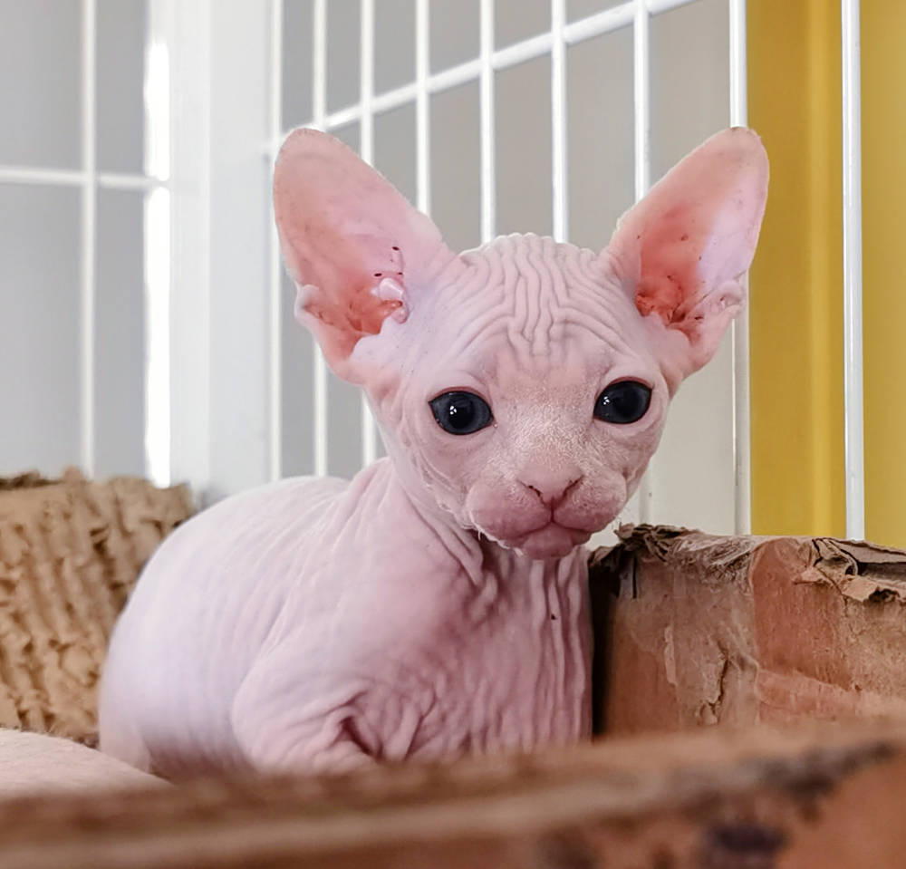 斯芬克斯无毛猫