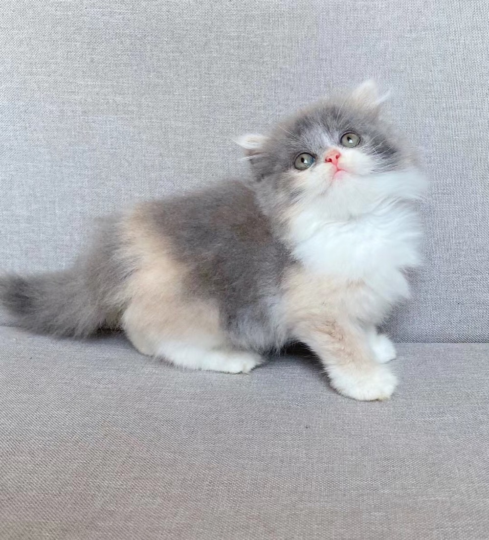 高地三花妹妹出售