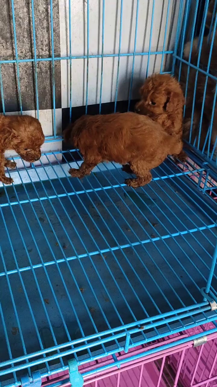 精品泰迪犬双血统